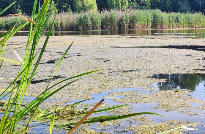 Moczarka odłowiona